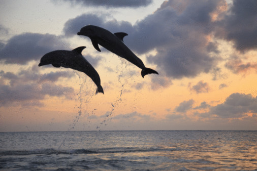 Bottlenose Dolphins (Tursiops truncatus) Caribbean Sea, Roatan, Bay Islands, Honduras